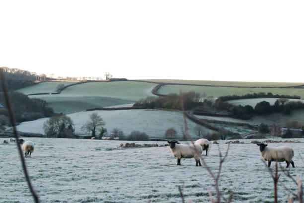 istock Sheep grazing on a cold and frosty morning 899091808