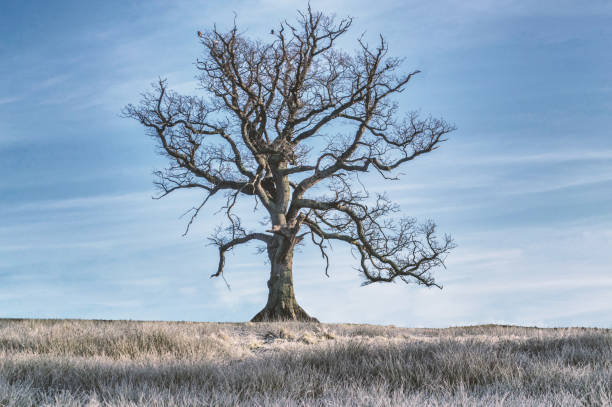 Bare oaktree on a winter morning A lonely oak stands in a frosty field on a cold winter morning bare tree stock pictures, royalty-free photos & images