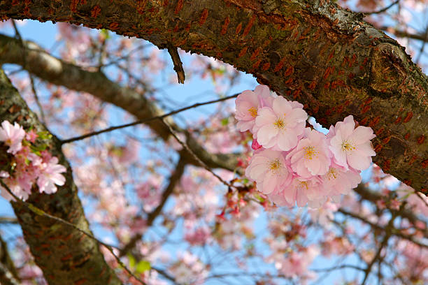 Cherry Blossom stock photo