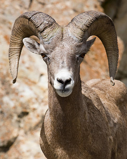 istock Bighorn sheep looking at the camera 89909250