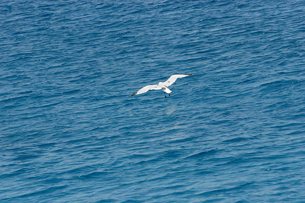 Above a sea of turquoise stock photo