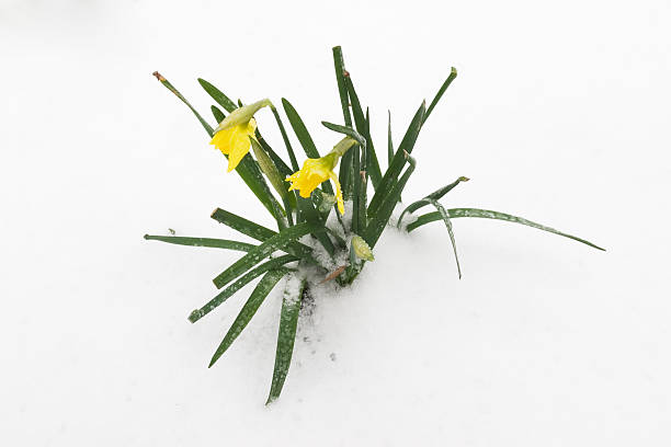 Early Spring stock photo