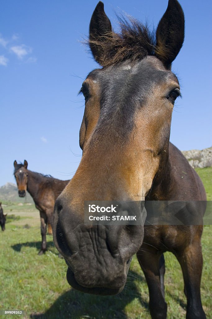 Pferd - Lizenzfrei Alm Stock-Foto