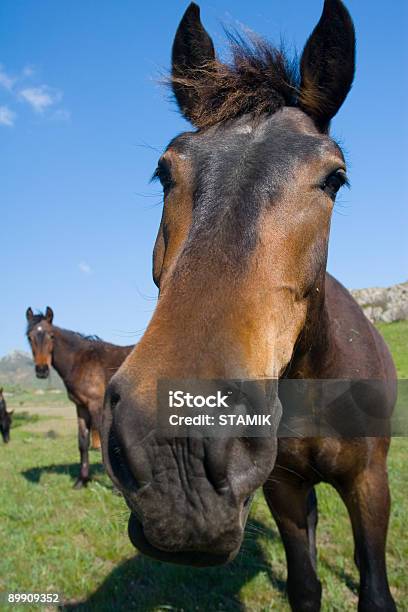 Pferd Stockfoto und mehr Bilder von Alm - Alm, Berg, Farbbild