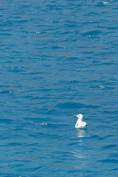 Afloat on a sea of turquoise stock photo