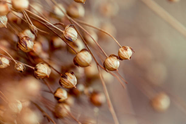 close-up de linho seco - flax seed - fotografias e filmes do acervo