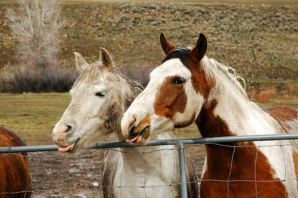 Happy Horses stock photo