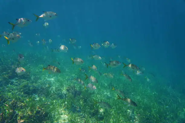 A school of fish horse-eye jack, Caranx latus, above a grassy seabed, Caribbean sea, Central America, Panama