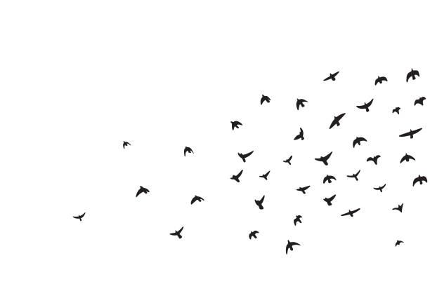 A flock of flying birds flying birs silhouettes birds flying in v formation stock illustrations