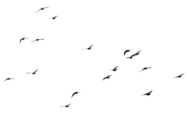 istock flock of pigeons on a white background 899096166