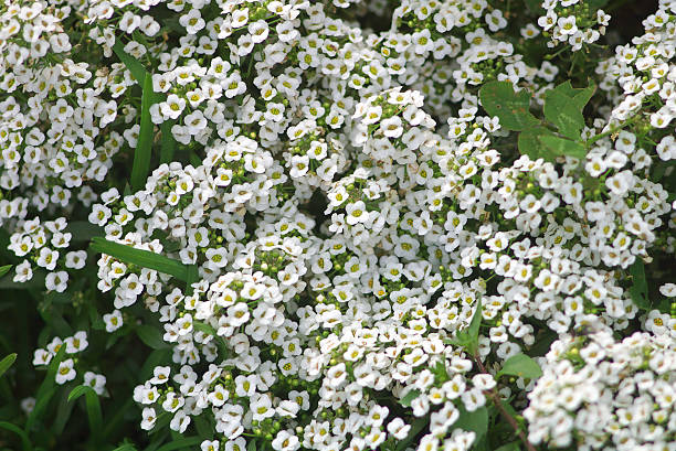 istock white flowers in landscape design 89909640