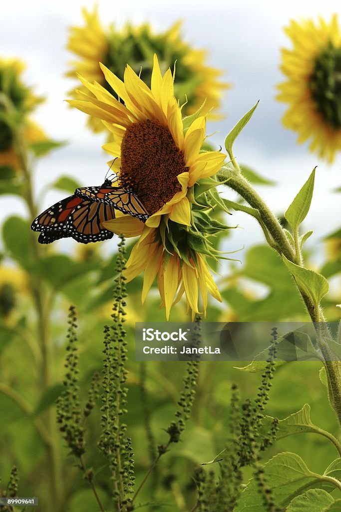 Monarca insectos visita um campo de Girassol - Royalty-free Girassol Foto de stock