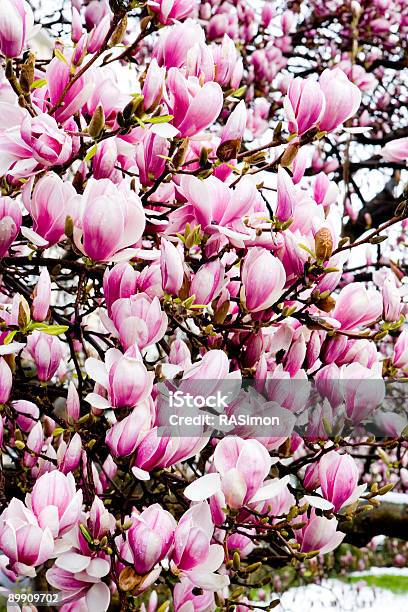 Pink Magnolia Blüten Stockfoto und mehr Bilder von Baum - Baum, Baumblüte, Blume