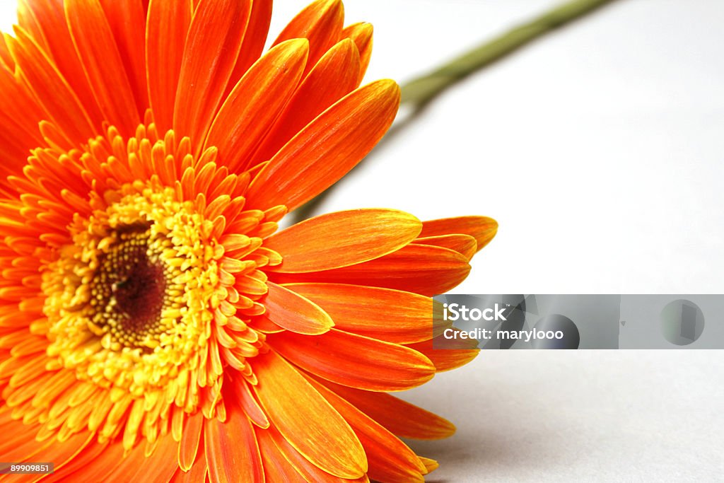 Fleur d'oranger - Photo de Arbre en fleurs libre de droits