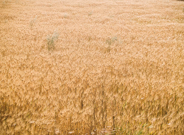 campo di grano - john garner foto e immagini stock