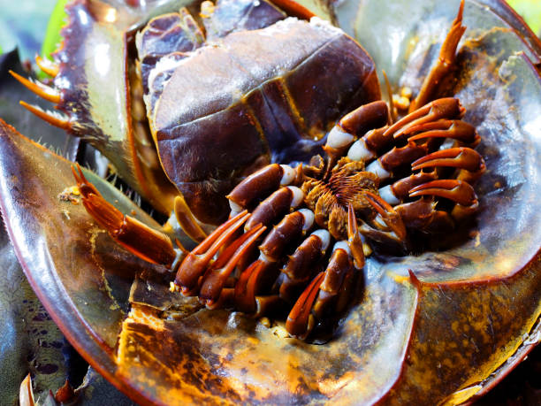 istock Macro close up leg and shell of Horseshoe crab with egg, under night yellow lighting 899099620