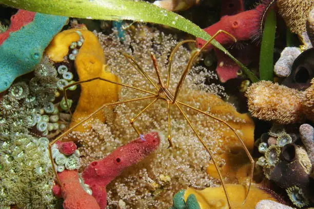 A yellowline arrow crab on a colorful seabed in the Caribbean sea
