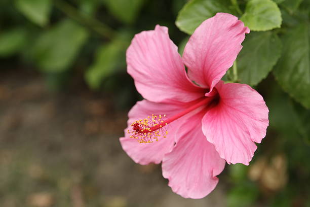 istock Beautiful pink hibiscus closeup 89910001