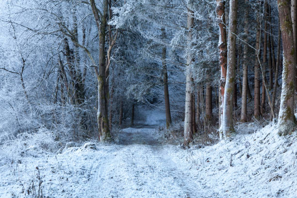 istock Winter in the Gailtal 899100142