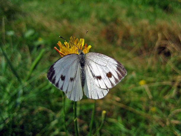 istock Small white butterfly on top of a flower. 89910260