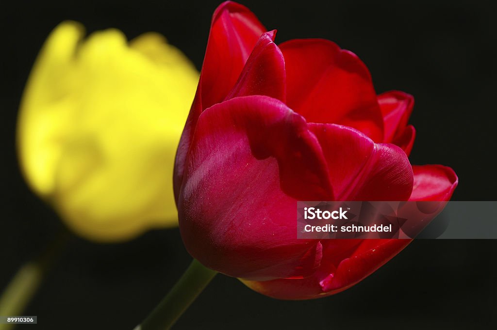 Rote und gelbe Tulpe - Lizenzfrei April Stock-Foto