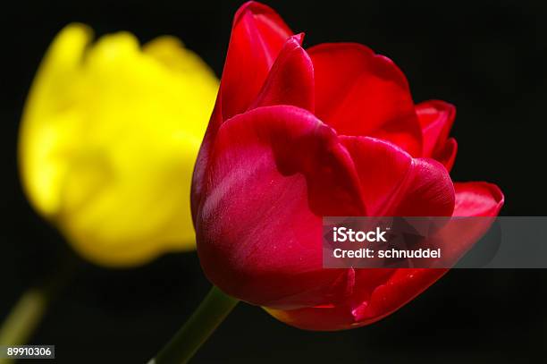 Rote Und Gelbe Tulpe Stockfoto und mehr Bilder von April - April, Blume, Blumenbeet