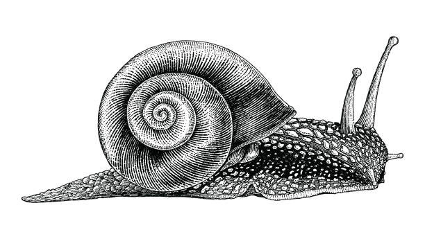 schnecke handzeichnung vintage-stil - weinbergschnecke stock-grafiken, -clipart, -cartoons und -symbole