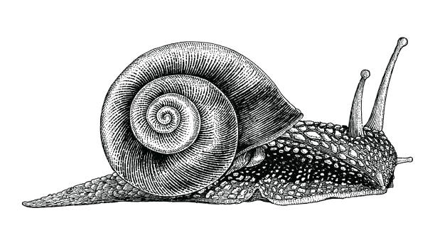 ślimak ręcznie rysunek styl vintage - snail isolated white white background stock illustrations