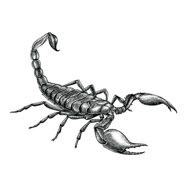 ilustrações de stock, clip art, desenhos animados e ícones de vintage scorpion hand drawing - escorpião aracnídeo