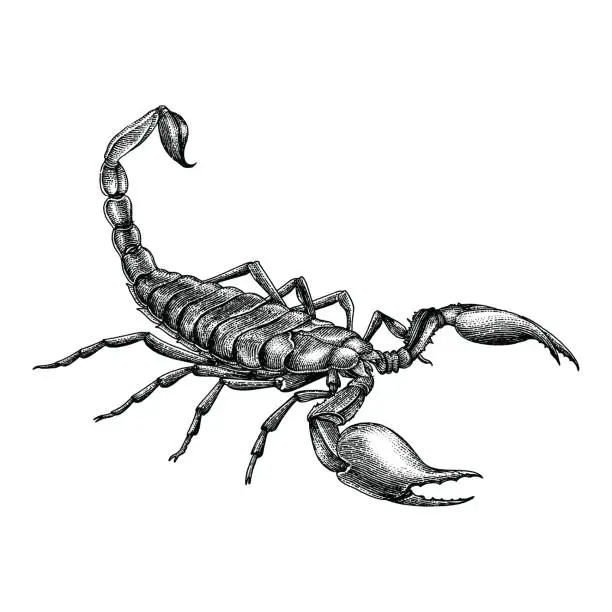 Vector illustration of Vintage scorpion hand drawing