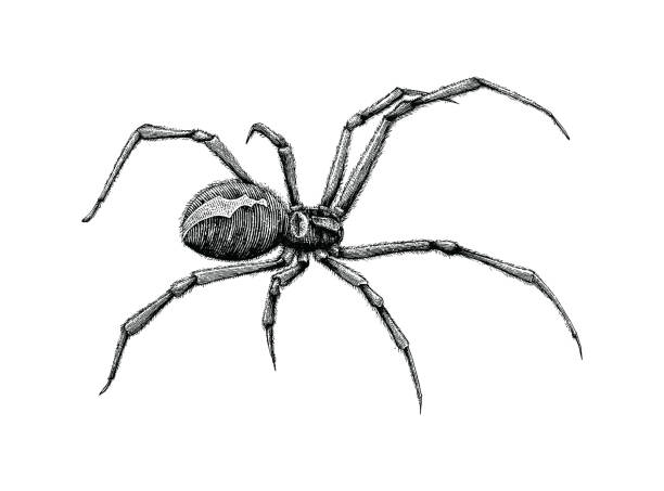 illustrazioni stock, clip art, cartoni animati e icone di tendenza di disegno a mano del ragno vedova nera - ragno