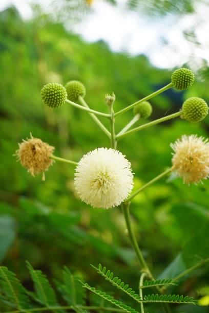 istock white leucaena glauca flower 899103958