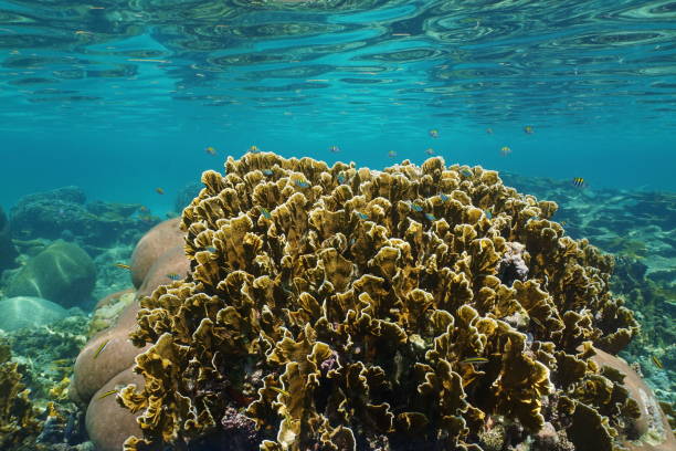 istock Bladed fire coral with small fish in a reef Panama 899104438
