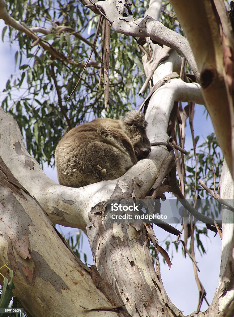 Dormire Koala - Foto stock royalty-free di Albero