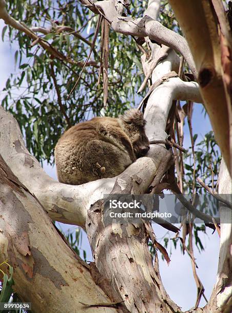Dormire Koala - Fotografie stock e altre immagini di Albero - Albero, Albero di eucalipto, Animale