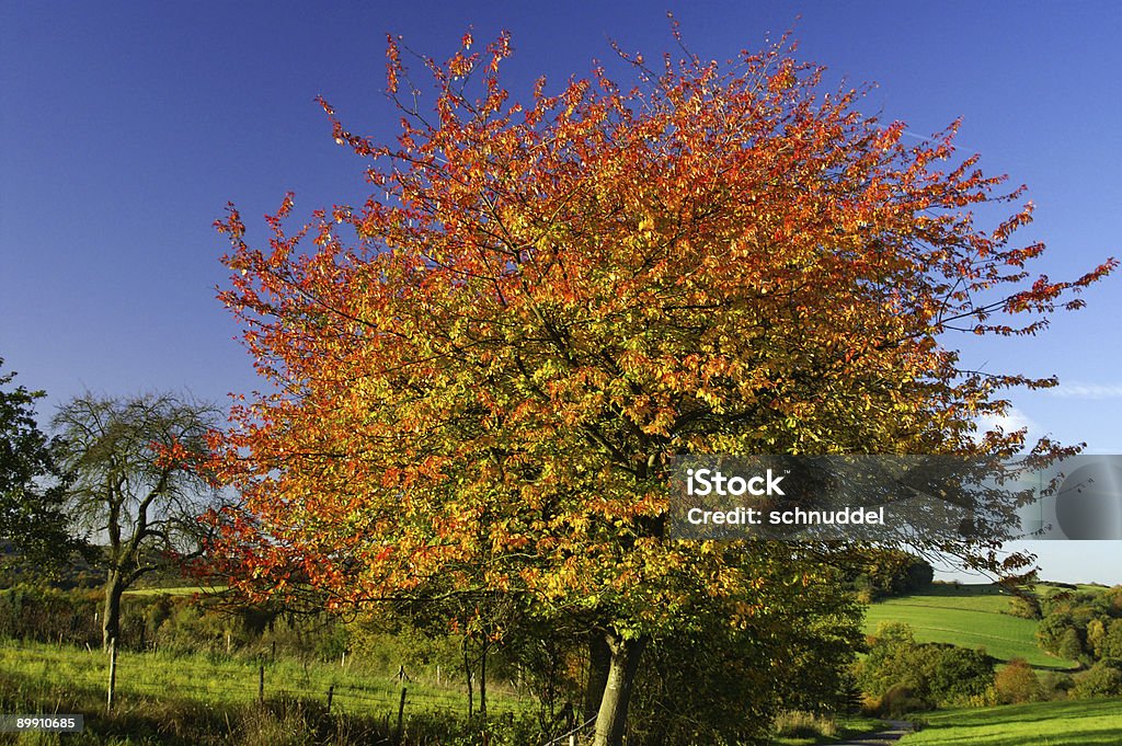 Schönen Herbst Baum - Lizenzfrei Abgeschiedenheit Stock-Foto
