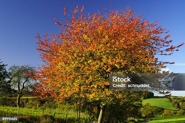 Schönen Herbst Baum Stockfoto und mehr Bilder von Abgeschiedenheit - Abgeschiedenheit, Agrarbetrieb, Baum