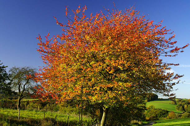 блестящая осеннее дерево - autumn light leafes color image стоковые фото и изображения