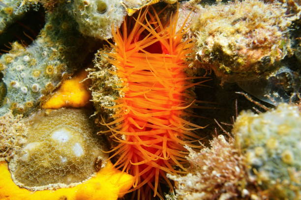 istock Bivalve mollusk Flame scallop Ctenoides scaber 899107618