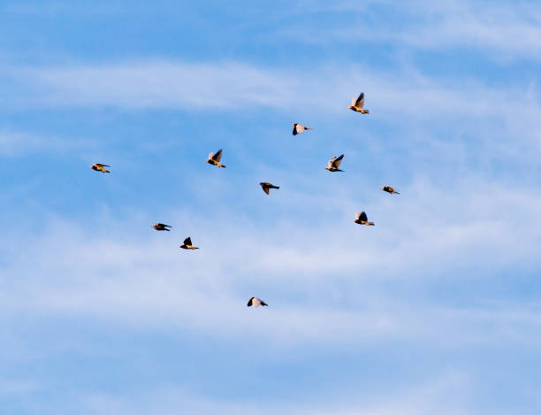 istock a flock of pigeons in the sky 899108114