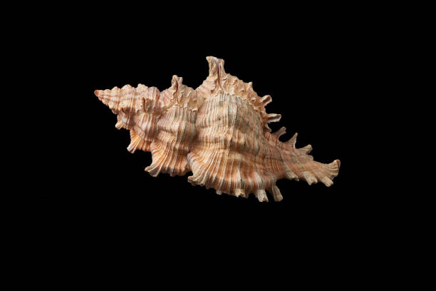 istock Single sea shell isolated on black background. Close-up. 899108130