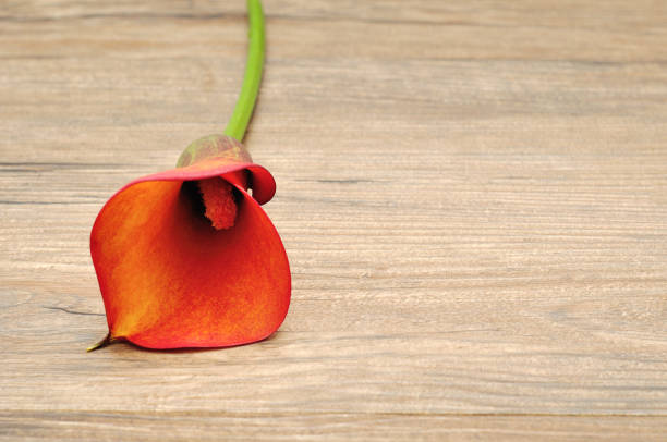 A single Arum lilly isolated on a wooden background