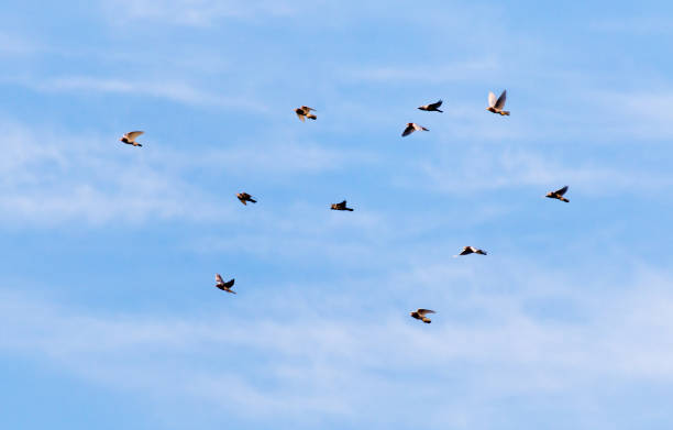 istock a flock of pigeons in the sky 899108148