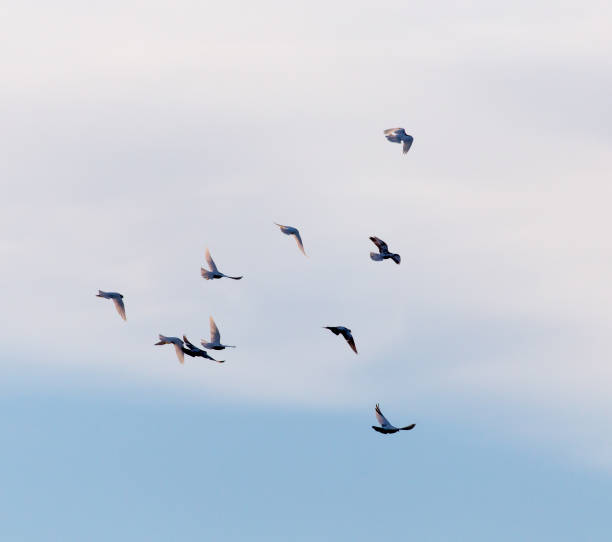 istock a flock of pigeons in the sky 899108190