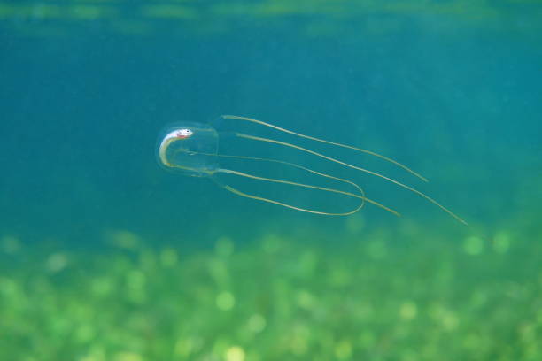 água-viva caixa com peixe morto no seu estômago. - box jellyfish - fotografias e filmes do acervo