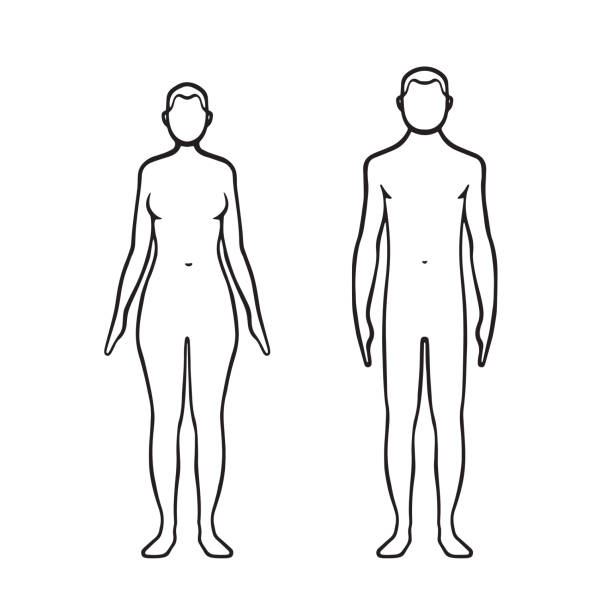 Man and woman bodies male and female bodies human arm stock illustrations