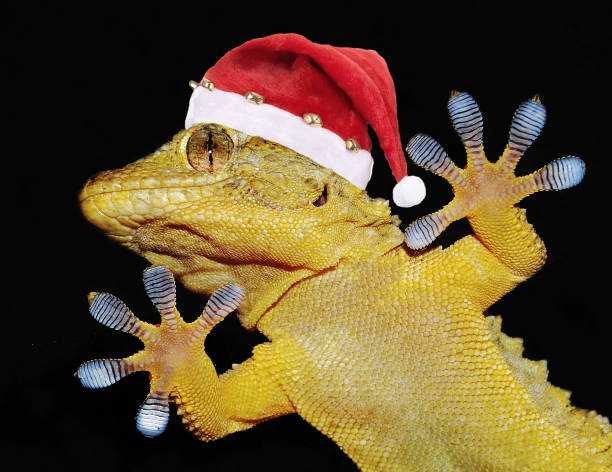 gecko with christmas hat that greets everybody