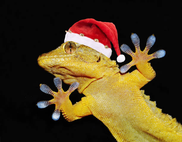 istock gecko with christmas hat that greets everybody 899108440