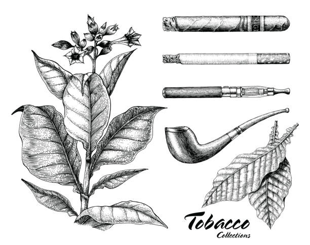 illustrazioni stock, clip art, cartoni animati e icone di tendenza di collezione tabacco disegno a mano stile vintage - tobacco