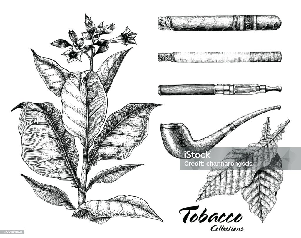 Tobacco collection hand drawing vintage style Tobacco Product stock vector